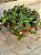 Peperomia rotundifolia (colar de lentilhas) - Imagem 3