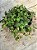Peperomia rotundifolia (colar de lentilhas) - Imagem 1