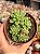 Sedum shangrilla - Imagem 1