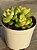 Sedum shangrilla variegata - Imagem 2