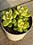 Sedum shangrilla variegata - Imagem 1