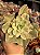 Echeveria japan moon river variegata - Imagem 1