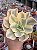 Echeveria japan moon river variegata (sem raiz) - Imagem 1