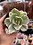 Echeveria japan moon river variegata - Imagem 1