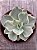 Echeveria japan moon river variegata - Imagem 4