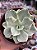 Echeveria japan moon river variegata - Imagem 1