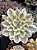 Echeveria japan moon river variegata - Imagem 2