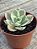Echeveria japan moon river variegata - Imagem 4