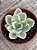 Echeveria japan moon river variegata - Imagem 3