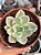 Echeveria japan moon river variegata - Imagem 1