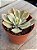 Echeveria japan moon river variegata - Imagem 3