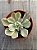 Echeveria japan moon river variegata - Imagem 4
