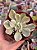 Echeveria japan moon river variegata - Imagem 1