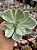 Echeveria japan moon river variegata - Imagem 1