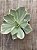 Echeveria japan moon river variegata - Imagem 4