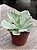 Echeveria japan moon river variegata - Imagem 3