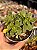 Aeonium domesticum variegata - Imagem 1