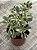 Aeonium domesticum variegata - Imagem 2