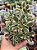 Aeonium domesticum variegata - Imagem 1