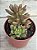 Sedum orange dreams - Imagem 2