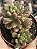 Sedum orange dreams - Imagem 1