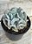 Echeveria cubic frost - Imagem 2