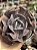 Echeveria cubic frost - Imagem 1
