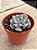 Echeveria cubic frost - Imagem 2