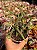 Crassula pyramidalis - Imagem 1