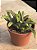 Crassula pyramidalis - Imagem 2