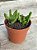 Crassula pyramidalis - Imagem 3