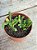Crassula pyramidalis - Imagem 2