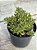 Aeonium sedifolium - Imagem 3
