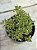 Aeonium sedifolium - Imagem 2