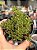 Aeonium sedifolium - Imagem 1