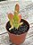 Kalanchoe oricula - Imagem 2