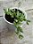 Cotyledon papilaris - Imagem 2