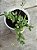 Cotyledon papilaris - Imagem 1