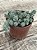 Sedum dasyphyllum major - Imagem 3