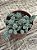 Sedum dasyphyllum major - Imagem 2