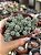 Sedum dasyphyllum major - Imagem 1