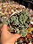 Sedum dasyphyllum major - Imagem 1