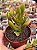 Crassula ovata (orelha de Fiona) - Imagem 1