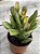 Crassula ovata (orelha de Fiona) - Imagem 1