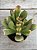 Crassula ovata (orelha de Fiona) - Imagem 3