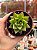 Echeveria agavoides lipstick - Imagem 1