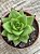 Echeveria agavoides lipstick - Imagem 3