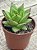 Echeveria agavoides lipstick - Imagem 2