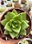 Echeveria agavoides lipstick - Imagem 1