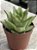 Echeveria agavoides lipstick - Imagem 2